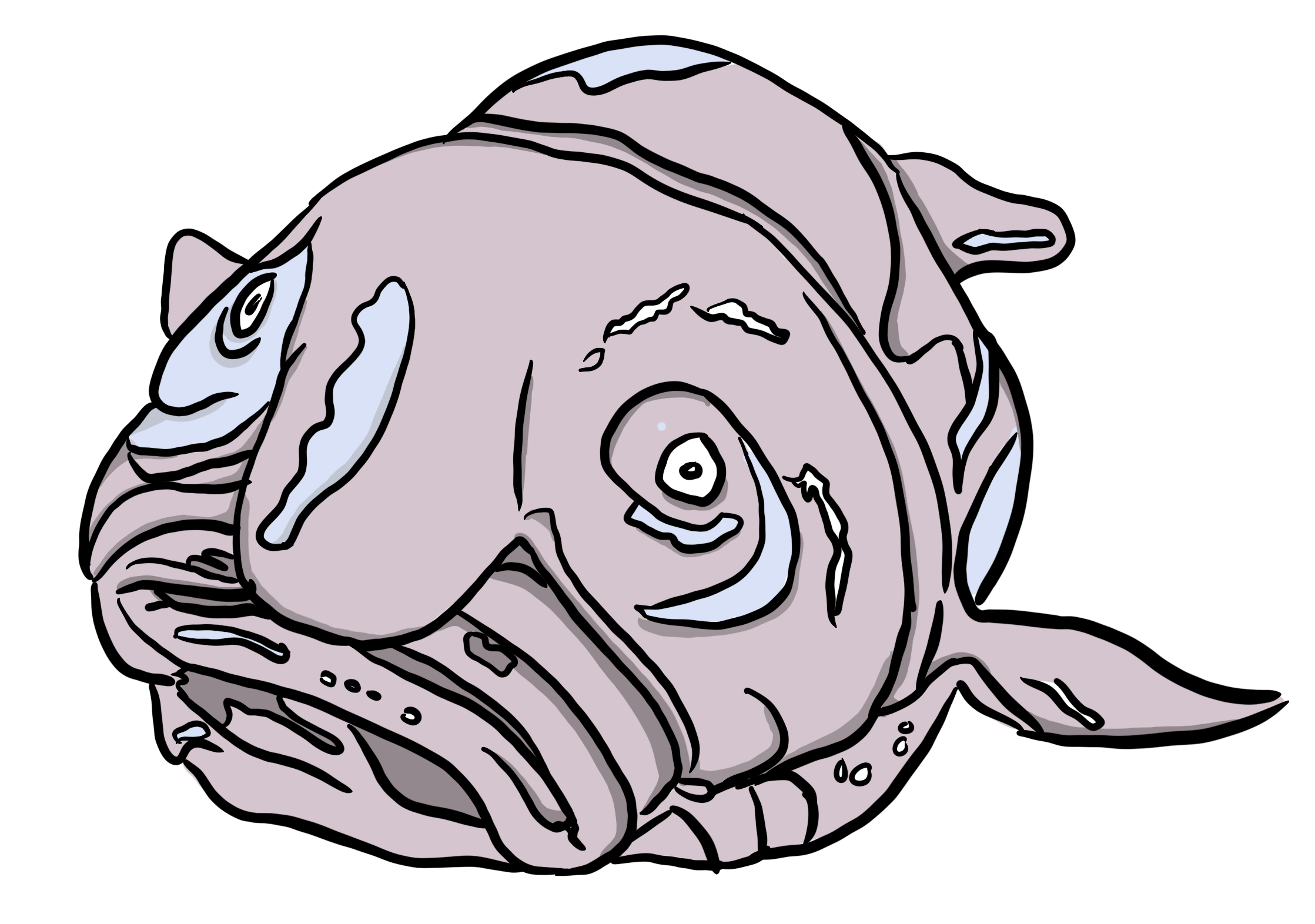 Ugly blob fish